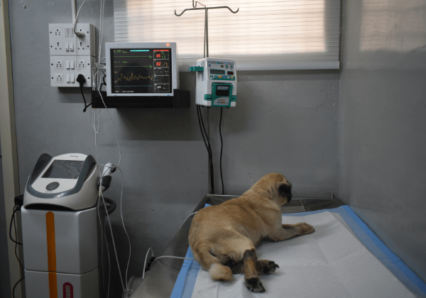 Pet ICU